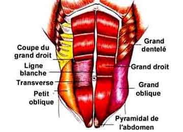 pubalgie et muscles de l' abdomen couche superficielle