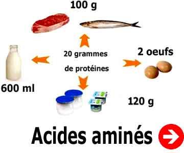 acides aminés