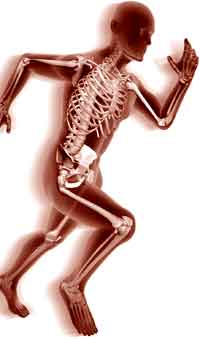 anatomie humaine et sport