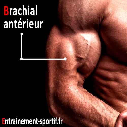 muscle brachial antérieur bien visible entre le biceps et le triceps