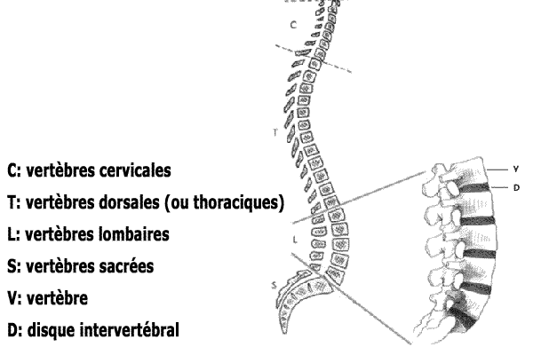 colonne-vertebrale.gif