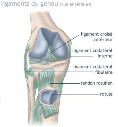 ligaments du genou: vue anterieure