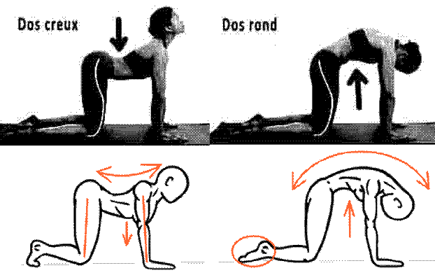 exercice alternant la position dos plat dos creux contre la douleur au dos