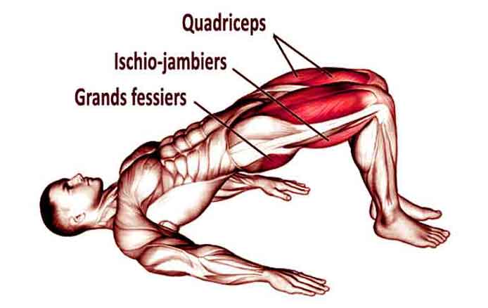 gainage dos exercice de renforcement musculaire des dorsaux et des lombaires