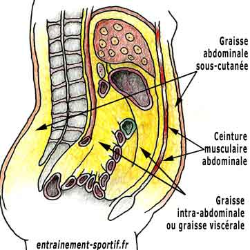 représentation schématique de la graisse abdominale sous-cutanée et intra-abdominale