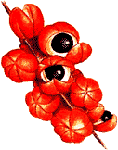 guarana