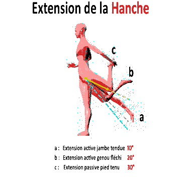 extension de la hanche