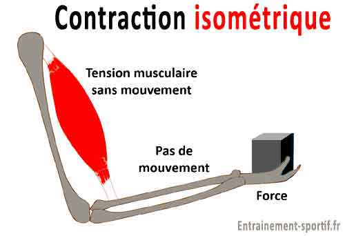 Dans une contraction isométrique il y a tension musculaire sans mouvement