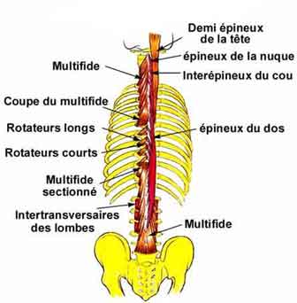 muscles lombaires exercices