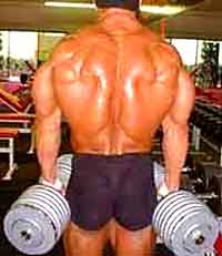 muscles lombaires et musculation
