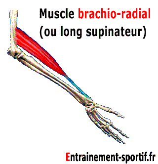 Long Supinateur ou brachio-radial