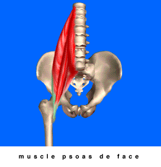 Psoa Muscle
