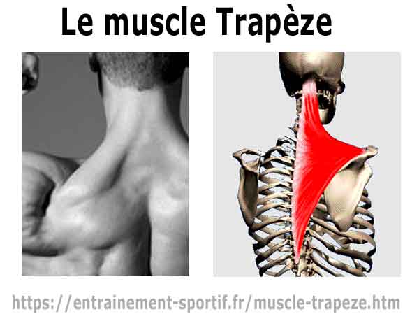 muscle trapeze photo et schéma