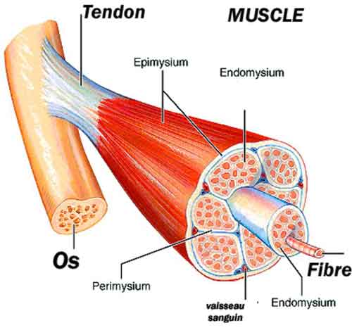 anaomie d'un muscle