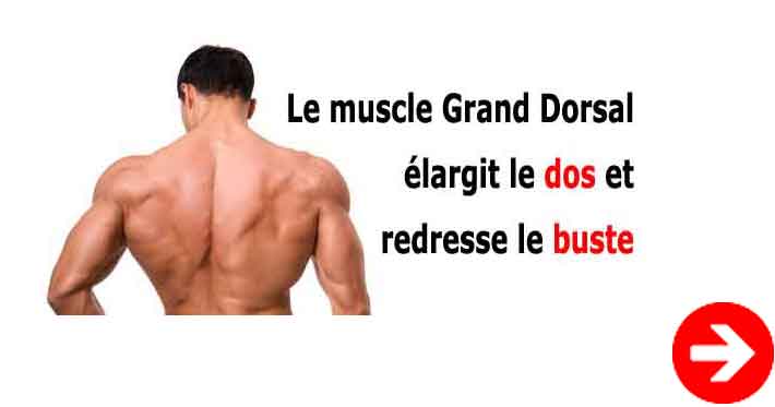 comment muscler le grand dorsal