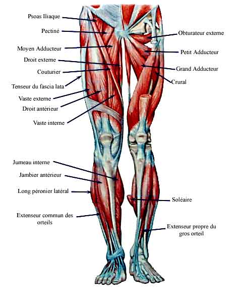 schéma anatomique des muscles des cuisses et des mollets