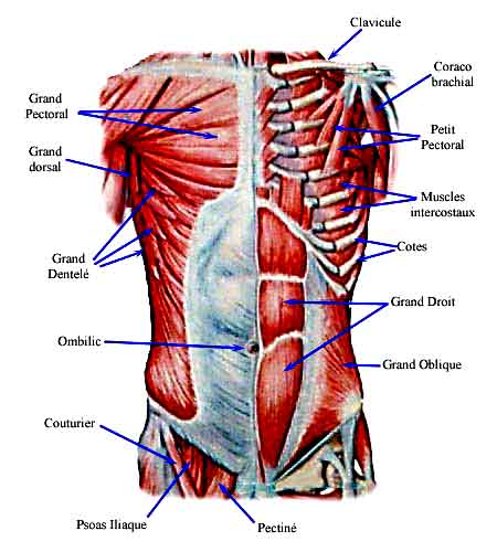 anatomie desmuscles du tronc (torse et abdomen) et du bassin
