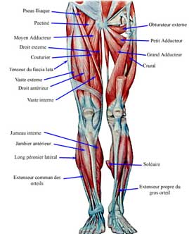 Musculation puissance pour les jambes