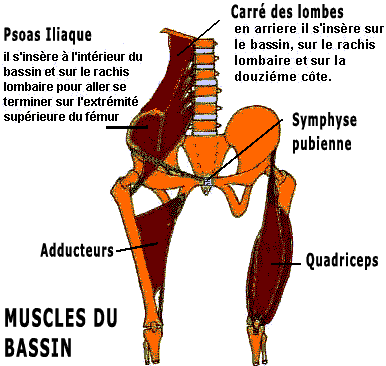 muscles du bassin: psoas, quadriceps, adducteurs, carre des lombes