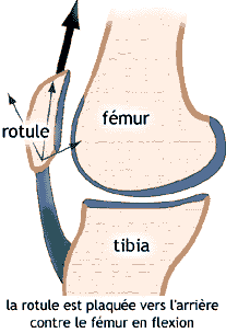 Genoux: la rotule est plaquée vers l' arriere contre le femur en flexion