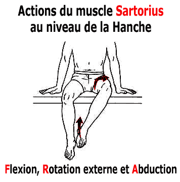le sartorius provoque une flexion, une abduction et une rotation externe de la jambe