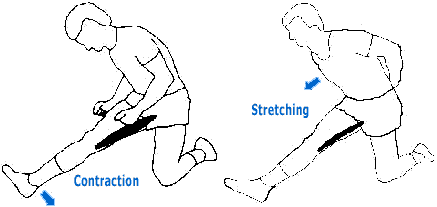 exercice de stretching pour les ischios jambiers