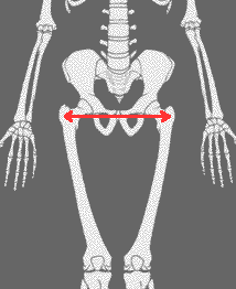 La largeur des os du bassin limite le thigh gap