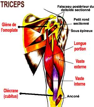 anatomie du triceps brachial, muscle se trouvant derrière le biceps