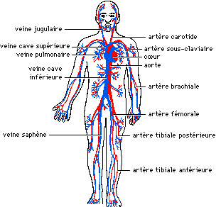 Le diagnostic de la varicosité et la phlébite