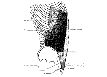 muscle de l'abdomen grand oblique