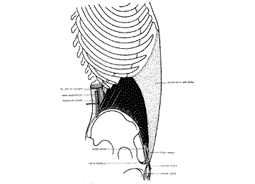 Muscle abdomen petit oblique en vue schématique de profil