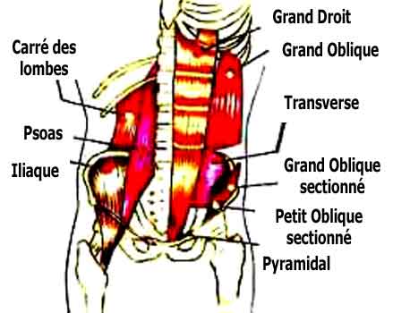 le muscle transverse et les abdominaux couche profonde
