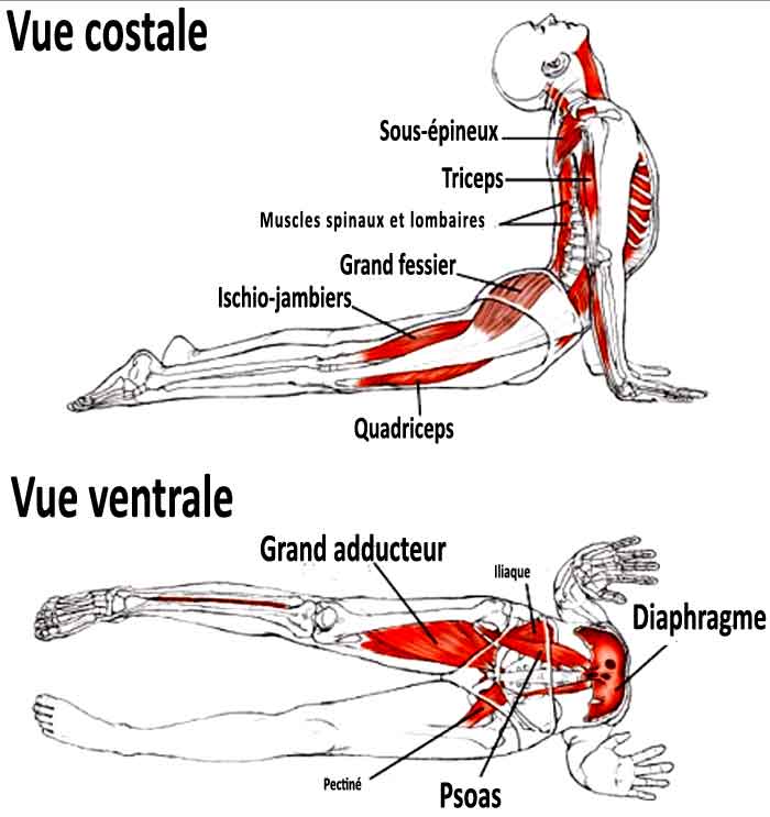 Etirement Des Abdominaux Grand Droit Et Abdos Obliques