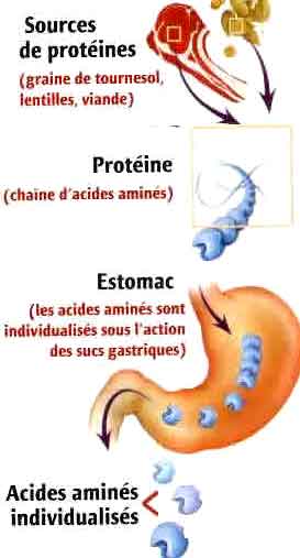transformation des protéines en acides aminés