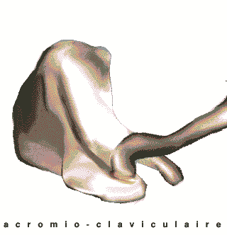 articulation acromio-claviculaire