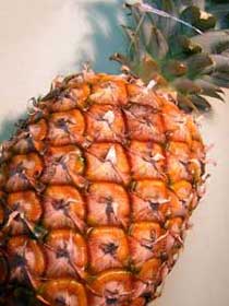 Bromélaine de l' ananas et cellulite 