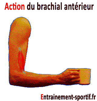 brachial anterieur action