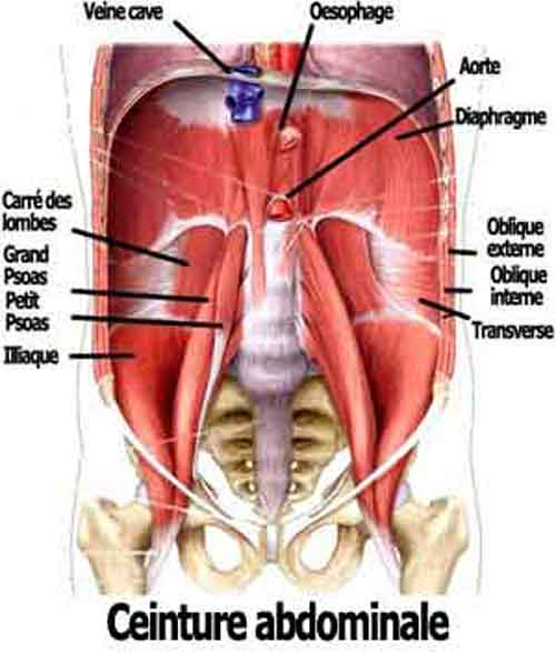 Le renforcement musculaire de la ceinture abdominale assure le gainage et l' équilibre corporel