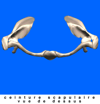 omoplate clavicule humerus ceinture scapulaire