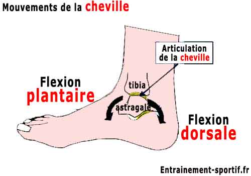 flexion plantaire de la cheville