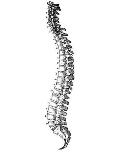 la colonne vertébrale et ses vertèbres lombaires, dorsales, cervicales et sacrées