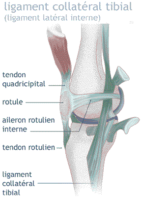 ligament collateral tibial