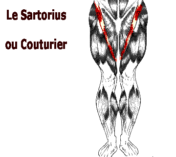 Muscle sartorius anciennement Couturier