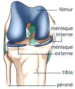 entorse du genou rupture du ligament croisé antérieur