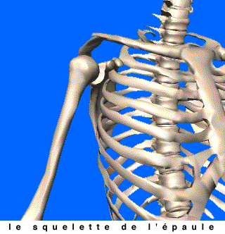 omoplate clavicule humerus squelette de l'épaule