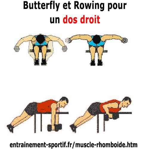 musculation épaule avec haltères butterfly inversé et rowwing sur banc