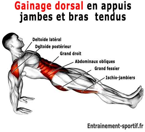 gainage dorsal en appuis jambes et bras tendus
