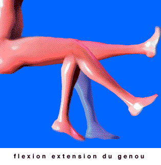 flexion extension du genou