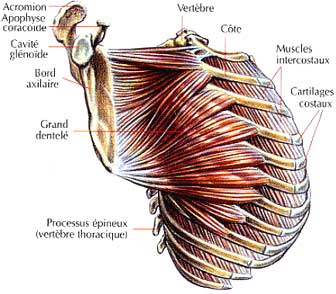 grand dentelé muscle