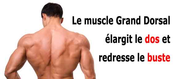 le muscle grand dorsal contribue à élargir le dos en forme de V